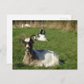 Cute Goats DIY Briefkaart (Voorkant / Achterkant)