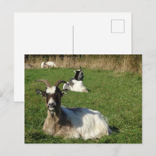 Cute Goats DIY Briefkaart (Voorkant / Achterkant)