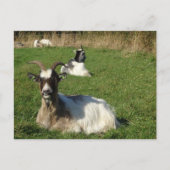 Cute Goats DIY Briefkaart (Voorkant)