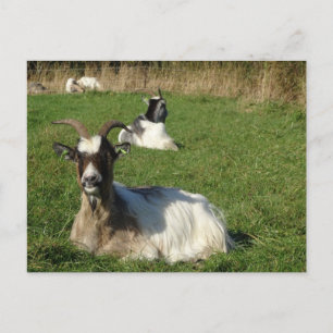 Cute Goats DIY Briefkaart