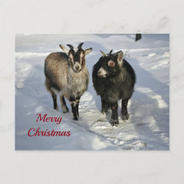 Cute Goats SneeuwfotoKerstmis Briefkaart