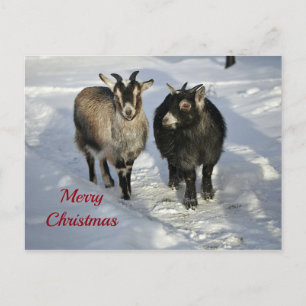 Cute Goats SneeuwfotoKerstmis Briefkaart