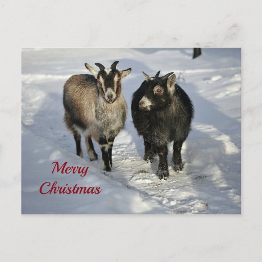 Cute Goats SneeuwfotoKerstmis Briefkaart (Voorkant)