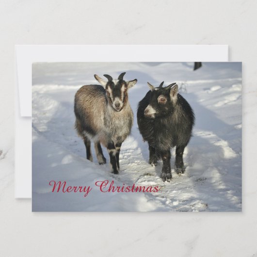 Cute Goats Snow-kerstfoto Feestdagenkaart (Voorkant)