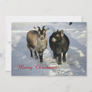 Cute Goats Snow-kerstfoto Feestdagenkaart