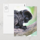 Cute Goeldi Briefkaart (Voorkant / Achterkant)