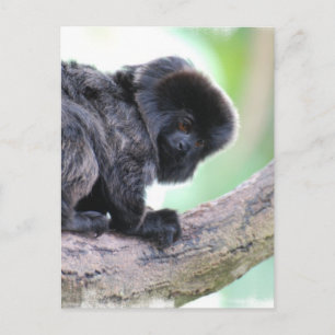 Cute Goeldi Briefkaart