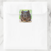 Cute Gold Agouti Guinea Pig Vierkante Sticker (Tas)