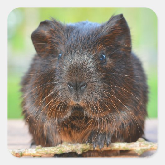 Cute Gold Agouti Guinea Pig Vierkante Sticker (Voorkant)