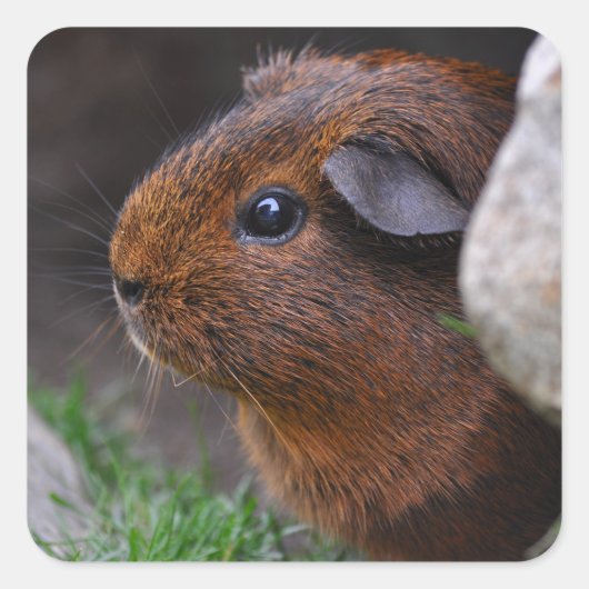 Cute Gold Agouti Guinee-varkens in Rocks en Grass Vierkante Sticker (Voorkant)