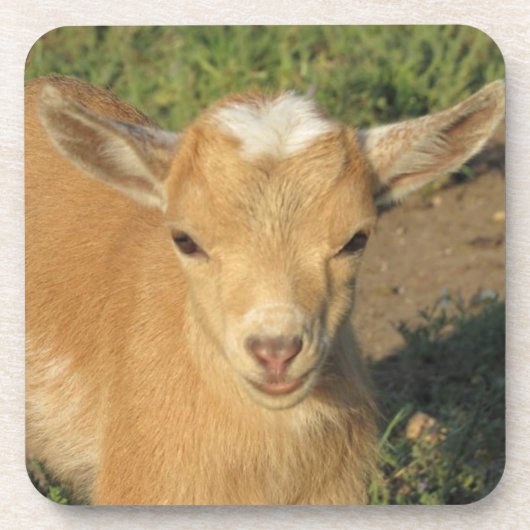 Cute Gold Nigerian Dwarf Dairy Goat Kind Bier Onderzetter (Voorkant)