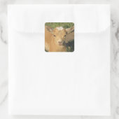 Cute Gold Nigerian Dwarf Dairy Goat Kind Vierkante Sticker (Tas)