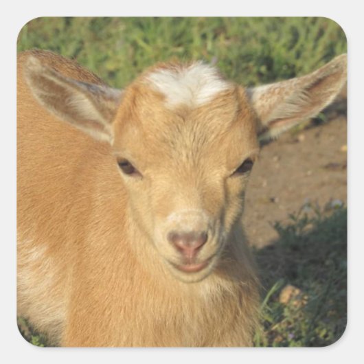 Cute Gold Nigerian Dwarf Dairy Goat Kind Vierkante Sticker (Voorkant)
