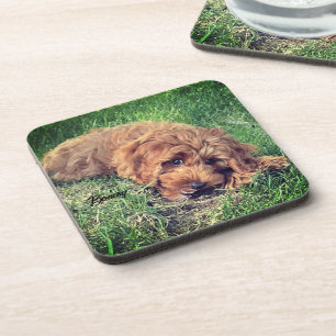 Cute Golden Doodle Drank Onderschepper Bier Onderzetter