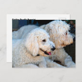 Cute Golden Doodles background Briefkaart (Voorkant / Achterkant)
