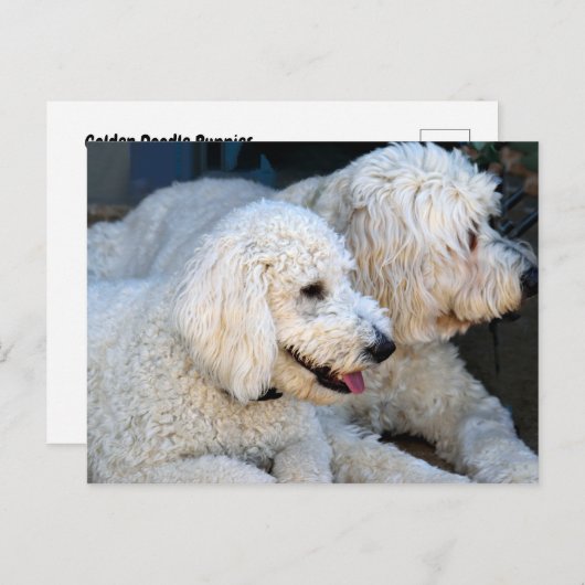Cute Golden Doodles background Briefkaart (Voorkant / Achterkant)