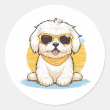 Cute Golden Maltese hond die zonnebrillen draagt