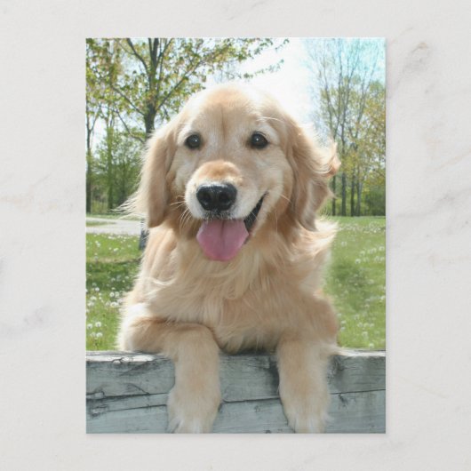 Cute Golden Retriever Dog on Fence Thinking You Briefkaart (Voorkant)