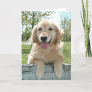 Cute Golden Retriever Dog on Fence Thinking You Kaart