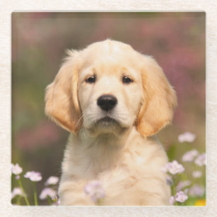 Cute Golden Retriever Dog Puppy Face Animal Foto Glazen Onderzetter