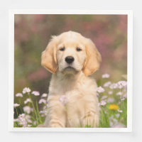 Cute Golden Retriever Dog Puppy Face Animal Foto