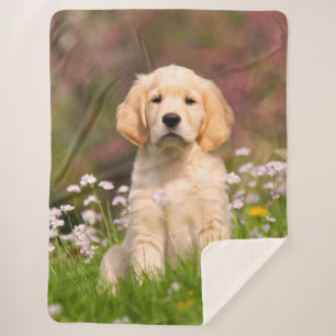 Cute Golden Retriever Dog Puppy Face Animal Foto Sherpa Deken