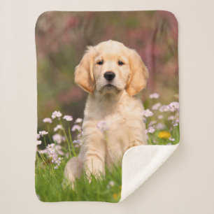 Cute Golden Retriever Dog Puppy Face Animal Foto Sherpa Deken