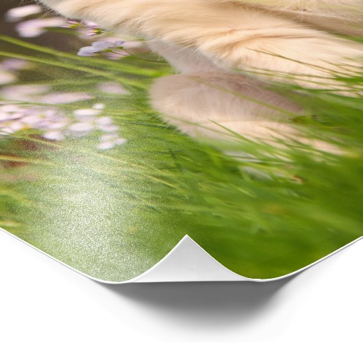 Cute Golden Retriever Dog Puppy - Paperprint Foto Afdruk (Hoek)