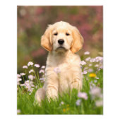 Cute Golden Retriever Dog Puppy - Paperprint Foto Afdruk (Voorkant)