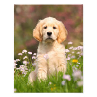 Cute Golden Retriever Dog Puppy - Paperprint