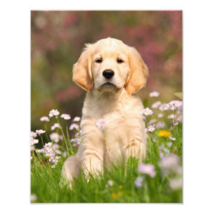 Cute Golden Retriever Dog Puppy - Paperprint Foto Afdruk