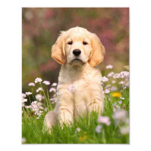 Cute Golden Retriever Dog Puppy - Paperprint Foto Afdruk (Voorkant)