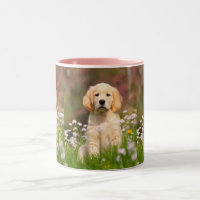 Cute Golden Retriever Dog Puppy Photo Pet Portret