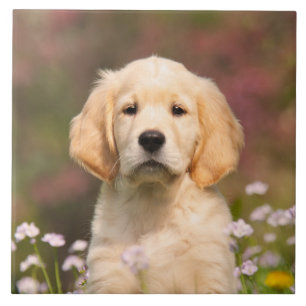 Cute Golden Retriever Dog Puppy Portret - Tegeltje