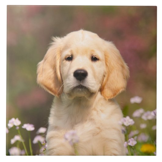 Cute Golden Retriever Dog Puppy Portret - Tegeltje (Voorkant)