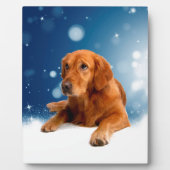Cute Golden Retriever Dog Sitting in sneeuwtranen Fotoplaat (Voorkant)