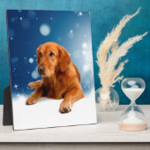 Cute Golden Retriever Dog Sitting in sneeuwtranen Fotoplaat (Zijkant)