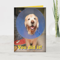 Cute Golden Retriever met kone-kone-grangen