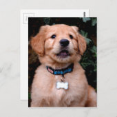 Cute Golden Retriever Puppy Briefkaart (Voorkant / Achterkant)