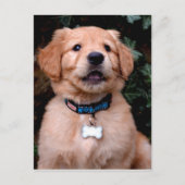 Cute Golden Retriever Puppy Briefkaart (Voorkant)