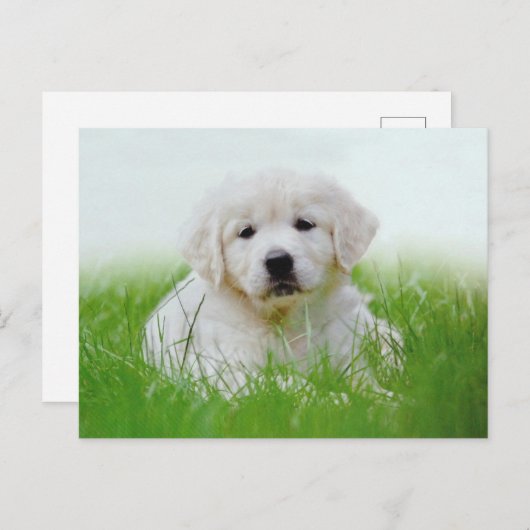 Cute Golden Retriever Puppy Dog Green Grass Briefkaart (Voorkant / Achterkant)