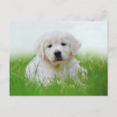 Cute Golden Retriever Puppy Dog Green Grass Briefkaart (Voorkant)