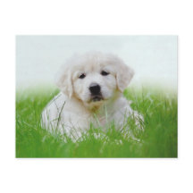 Cute Golden Retriever Puppy Dog Green Grass