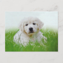 Cute Golden Retriever Puppy Dog Green Grass Briefkaart