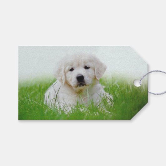 Cute Golden Retriever Puppy Dog Green Grass Cadeaulabel (Voorkant (Horizontaal))