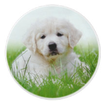 Cute Golden Retriever Puppy Dog Green Grass