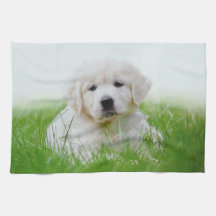 Cute Golden Retriever Puppy Dog Green Grass