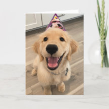 Cute Golden Retriever Puppy Dog met Birthday Pet