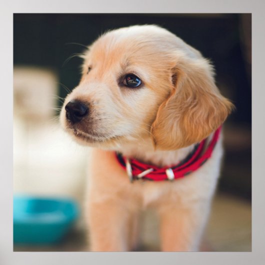 Cute Golden Retriever Puppy Dog Poster (Voorkant)
