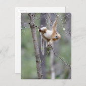 Cute Golden Snub nosed Monkey op Tree Branches Briefkaart (Voorkant / Achterkant)